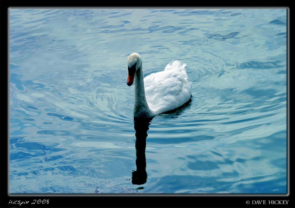 More Europe21 Swan on Bodensee